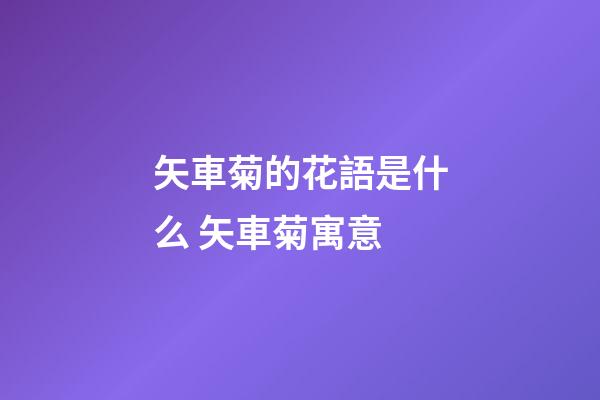 矢車菊的花語是什么 矢車菊寓意